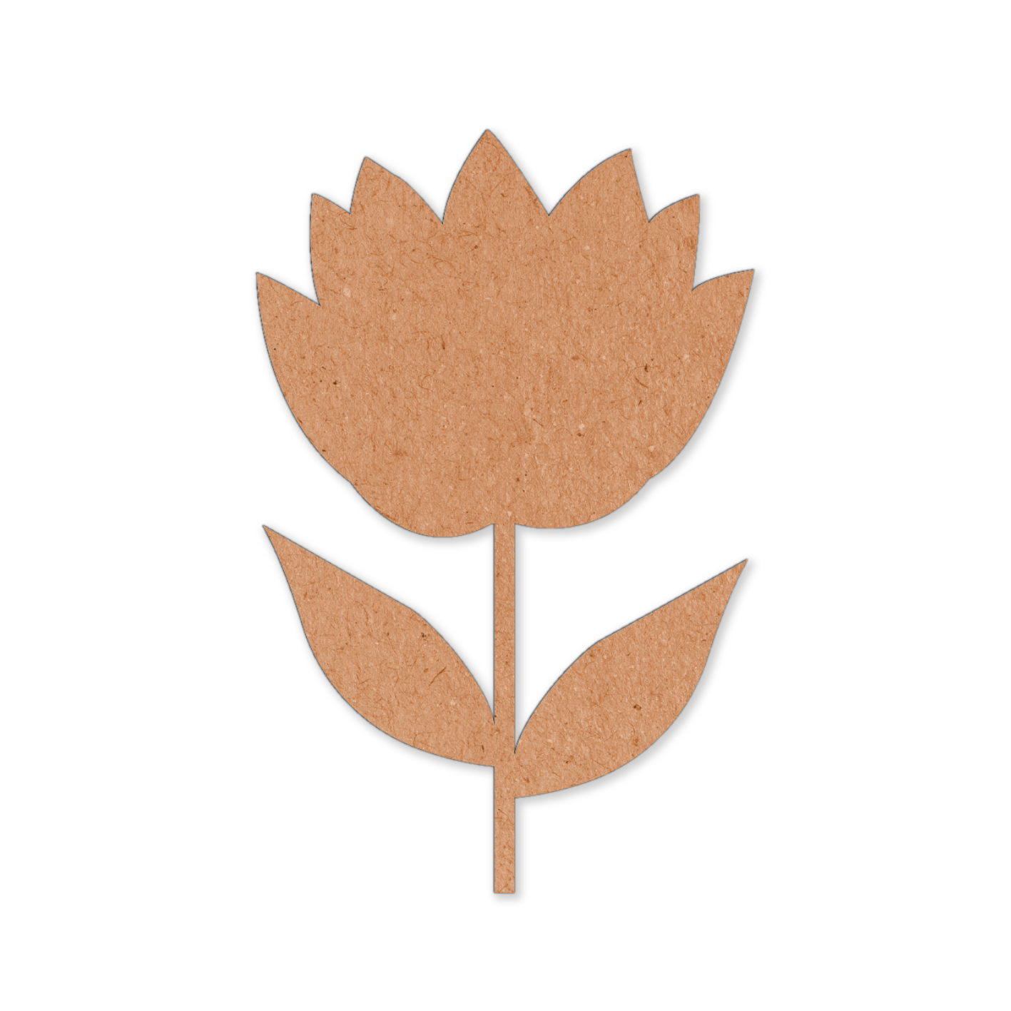 Wood protea fynbos cutout