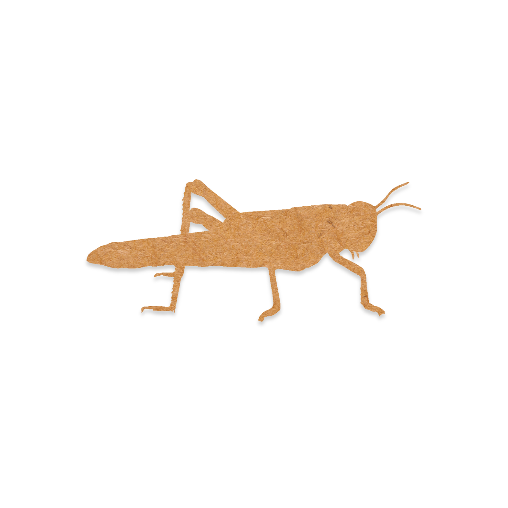 Our grasshopper blank is intricately cut from 3mm MDF wood.
